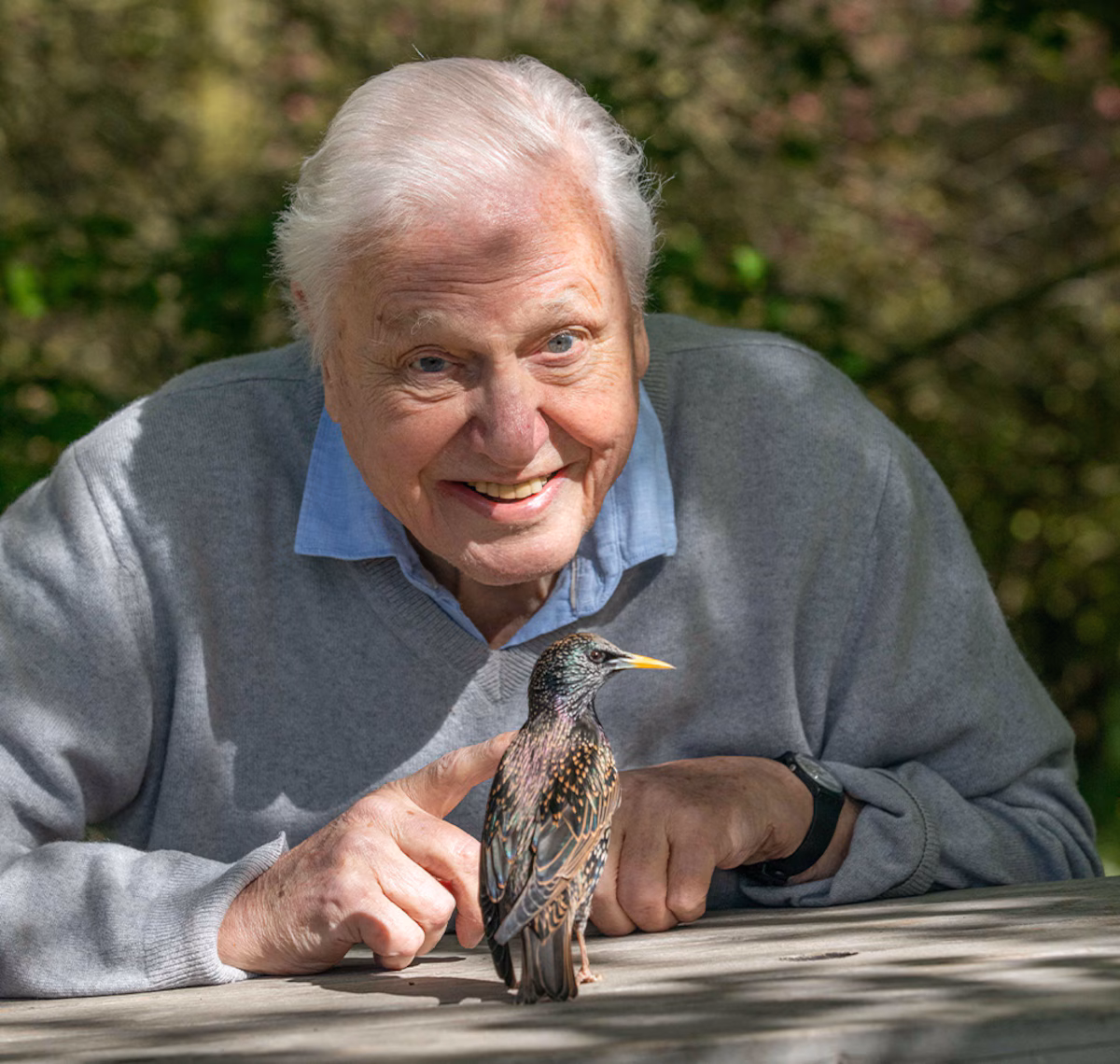 David Attenborough with wildlife